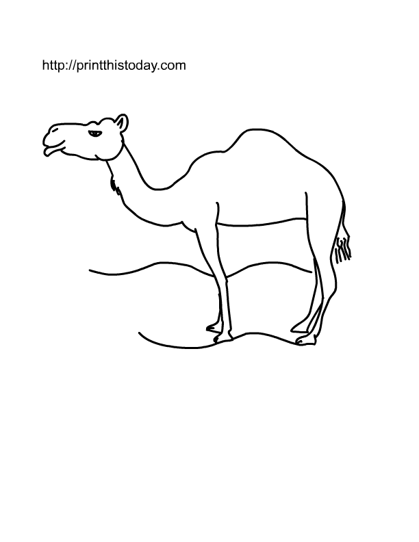 animals printable coloring camel wild lion desert printthistoday printables animal worksheets