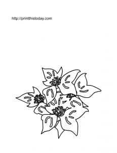 Free Printable Poinsettia coloring Page